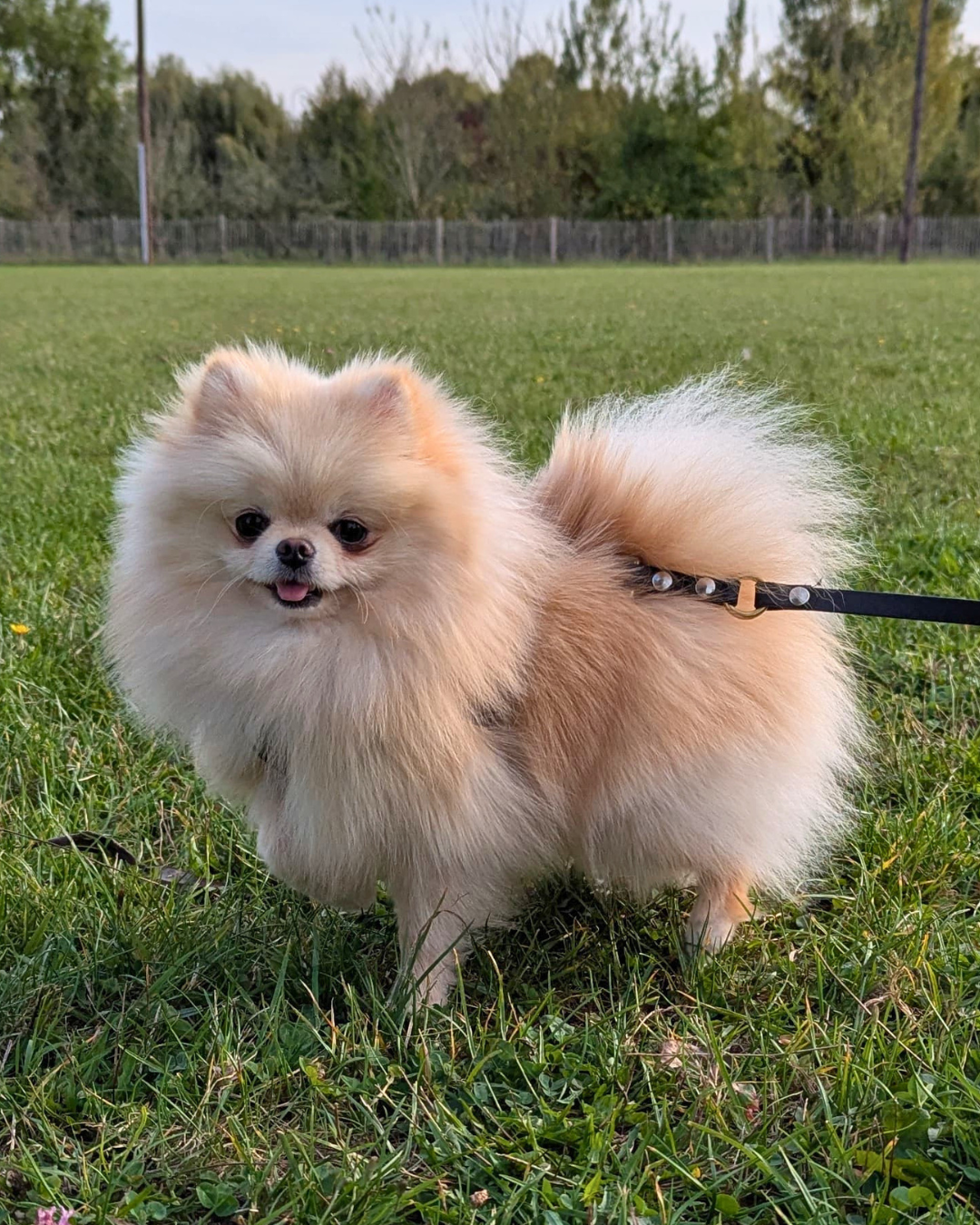 Lords of the Poms Vanda