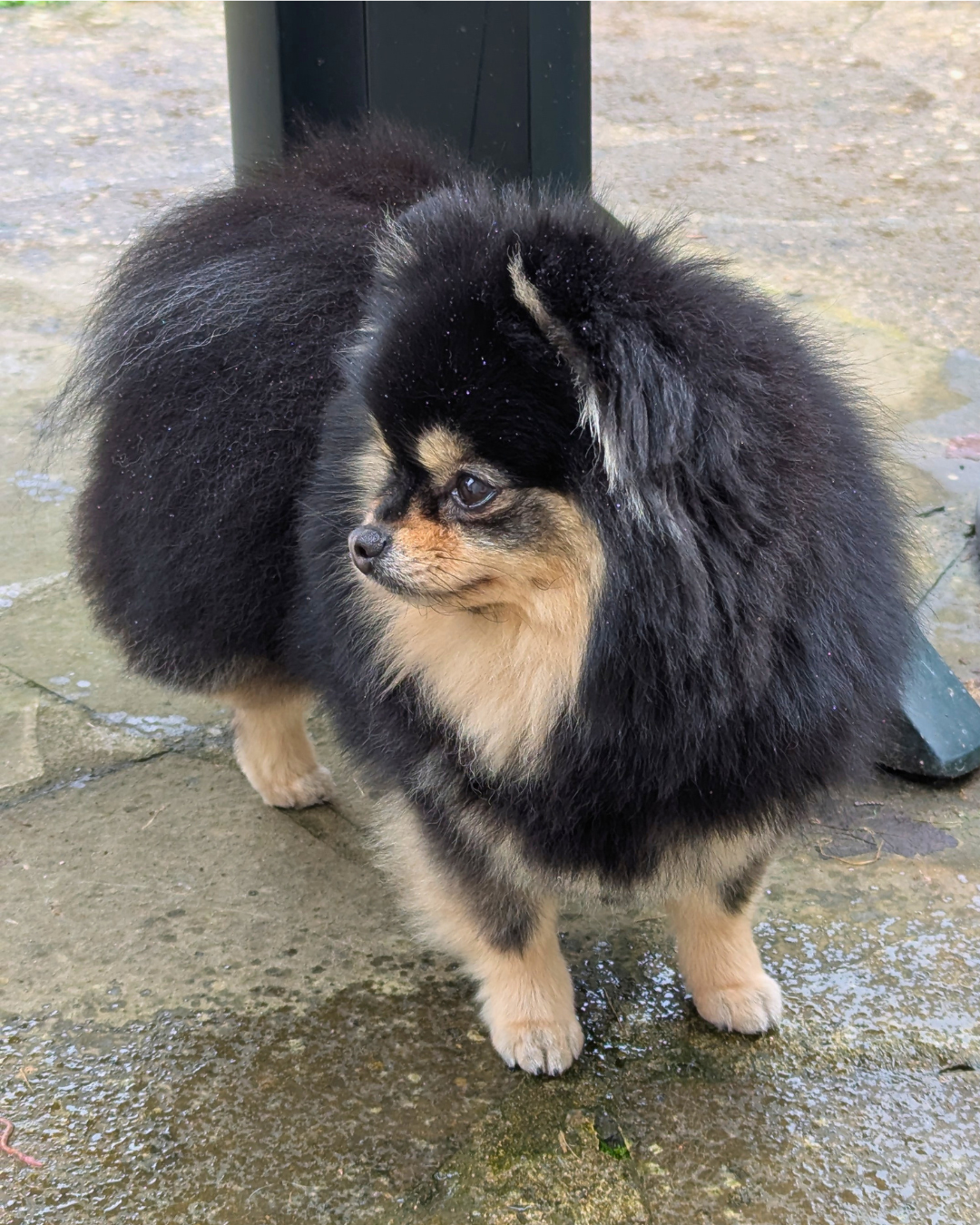 Lords of the Poms Ushka