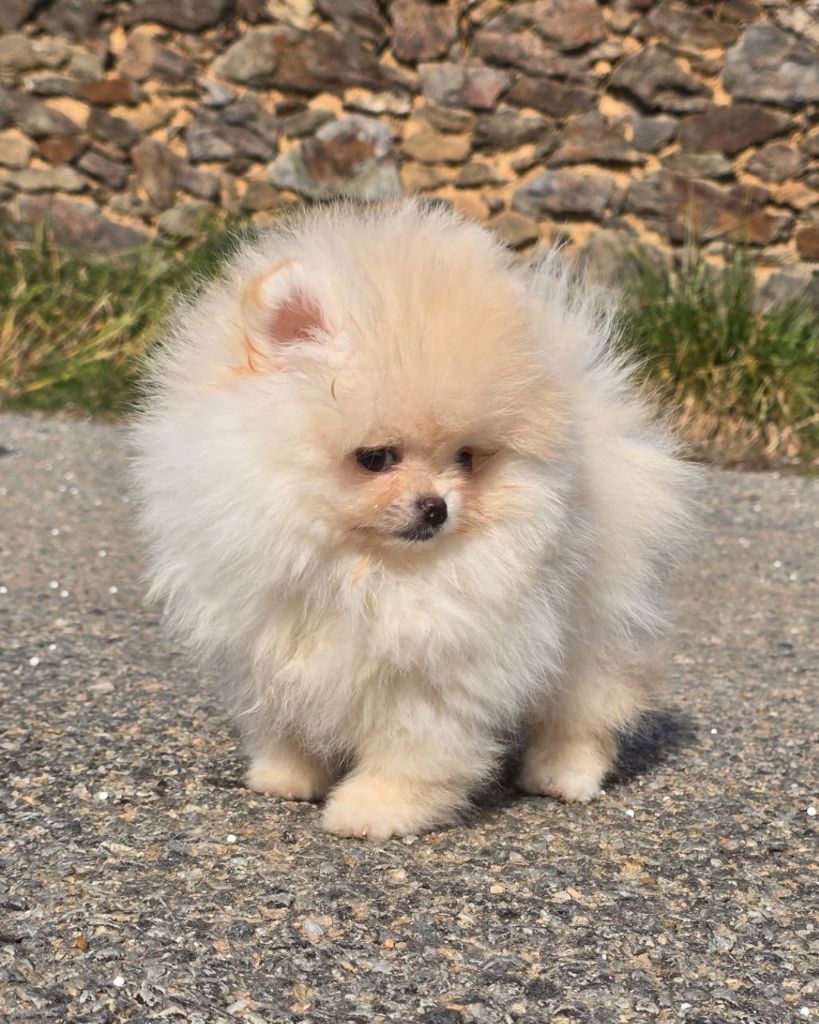 Lords of the Poms Vanda