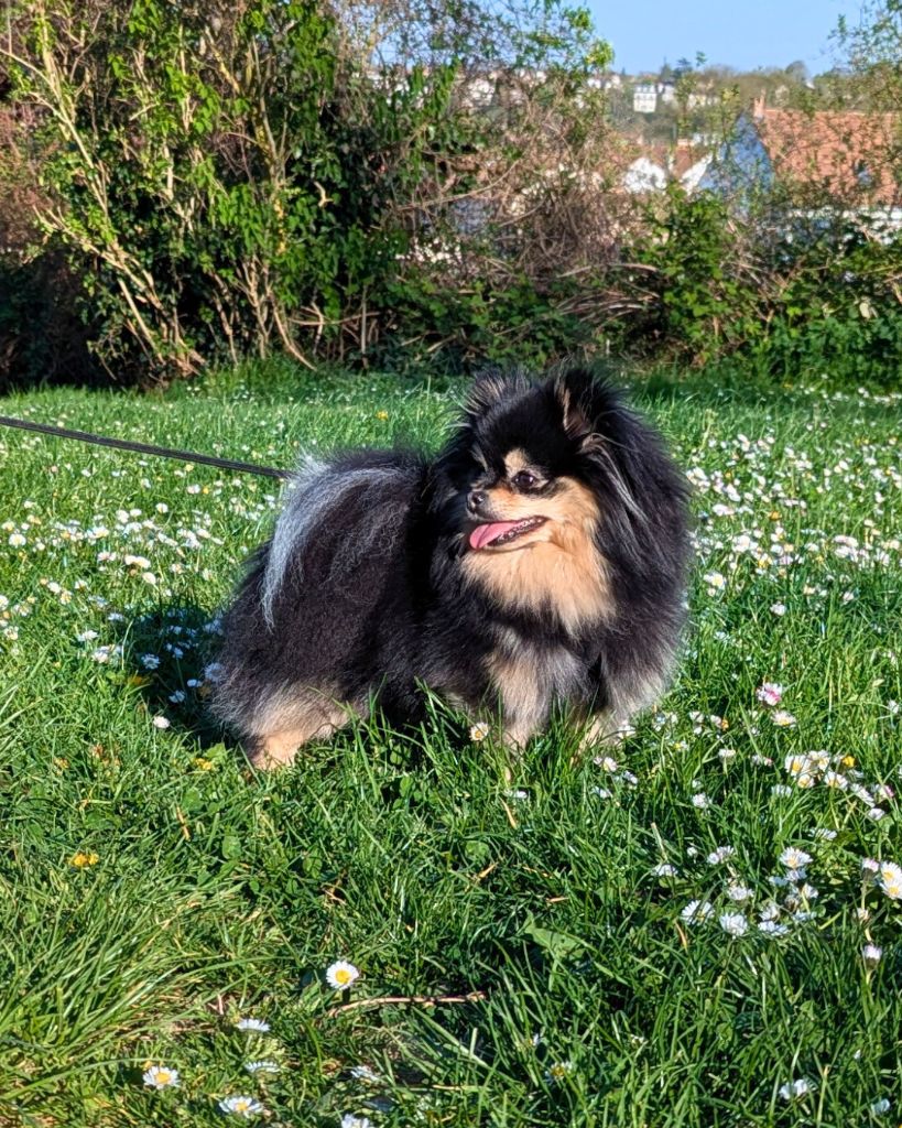 Lords of the Poms Ushka