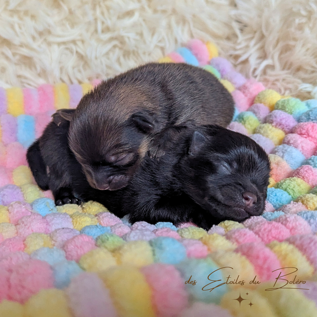 Naissance des bébés