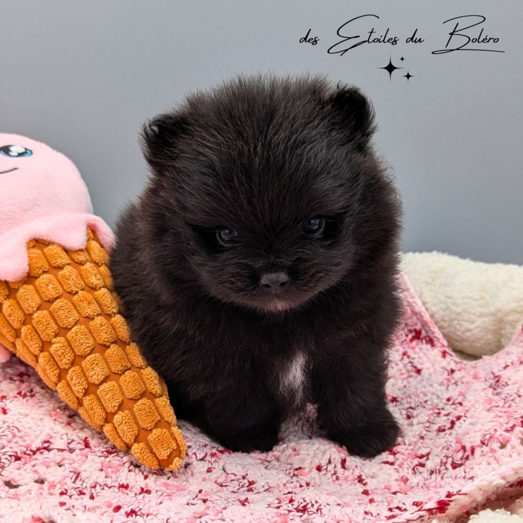 Des Etoiles Du Boléro - Chiots disponibles - Spitz allemand