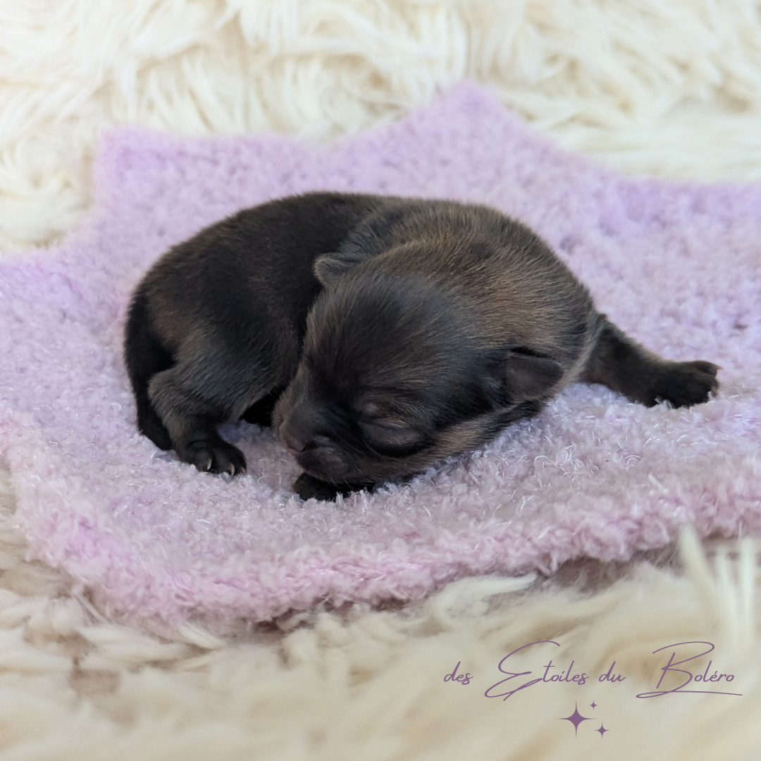 Des Etoiles Du Boléro - Chiots disponibles - Spitz allemand