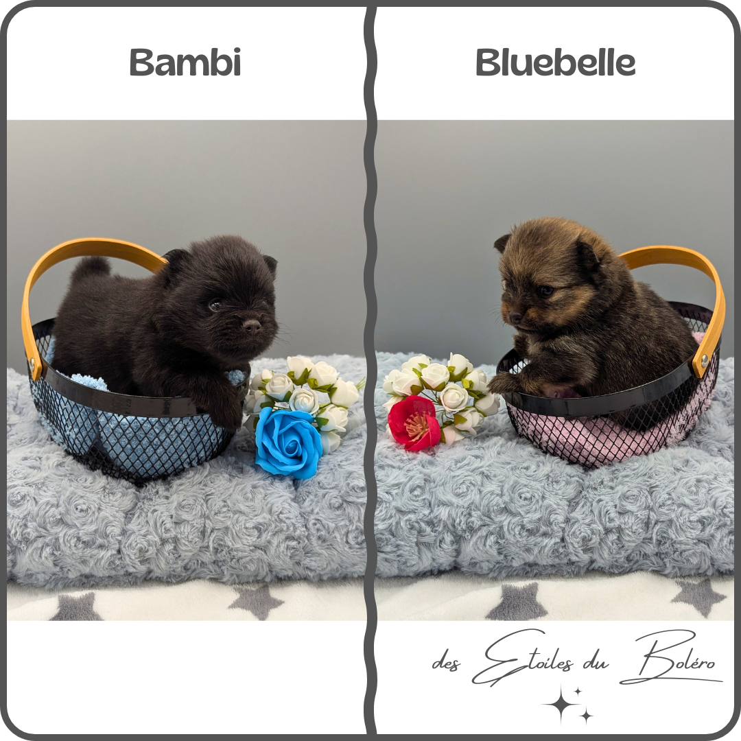 Chiot Spitz allemand Des Etoiles Du Boléro