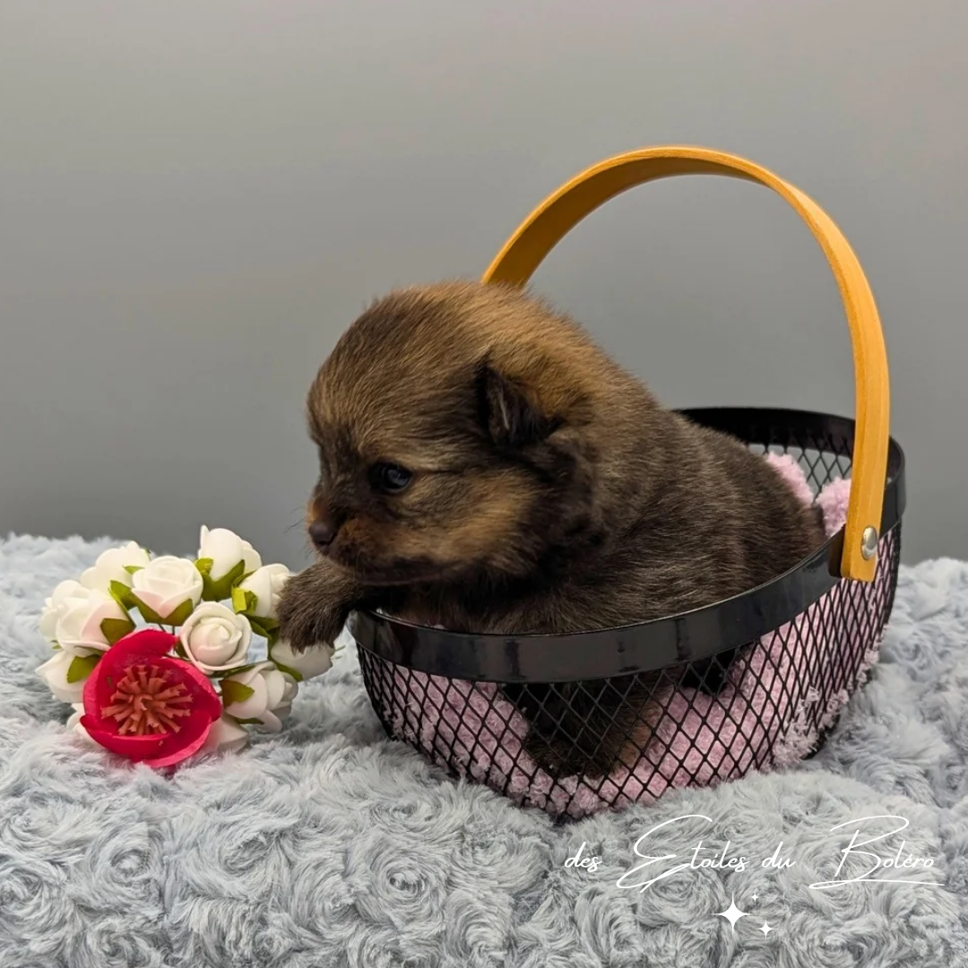 Des Etoiles Du Boléro - Chiots disponibles - Spitz allemand