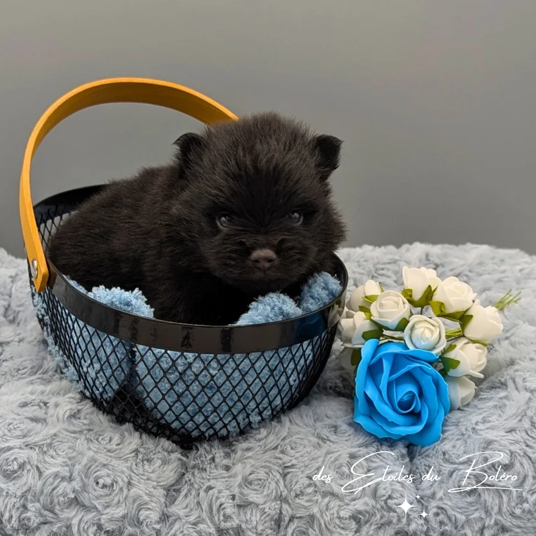 Des Etoiles Du Boléro - Chiots disponibles - Spitz allemand