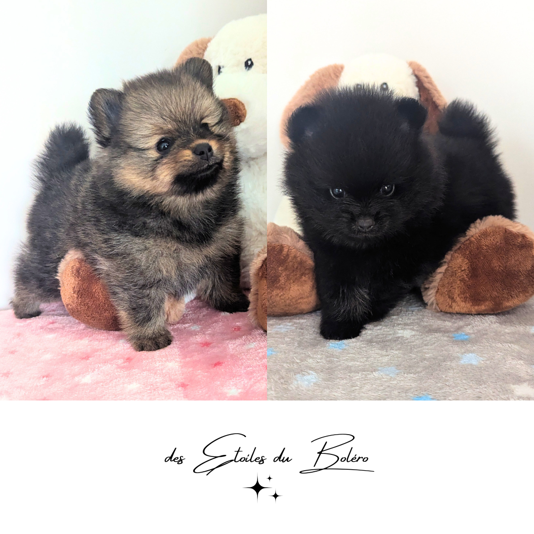 Chiot Spitz allemand Des Etoiles Du Boléro
