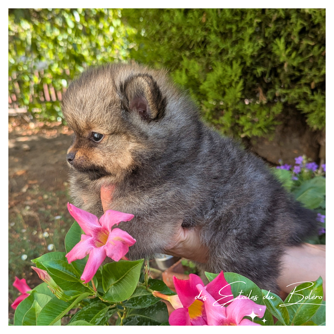 Des Etoiles Du Boléro - Chiots disponibles - Spitz allemand