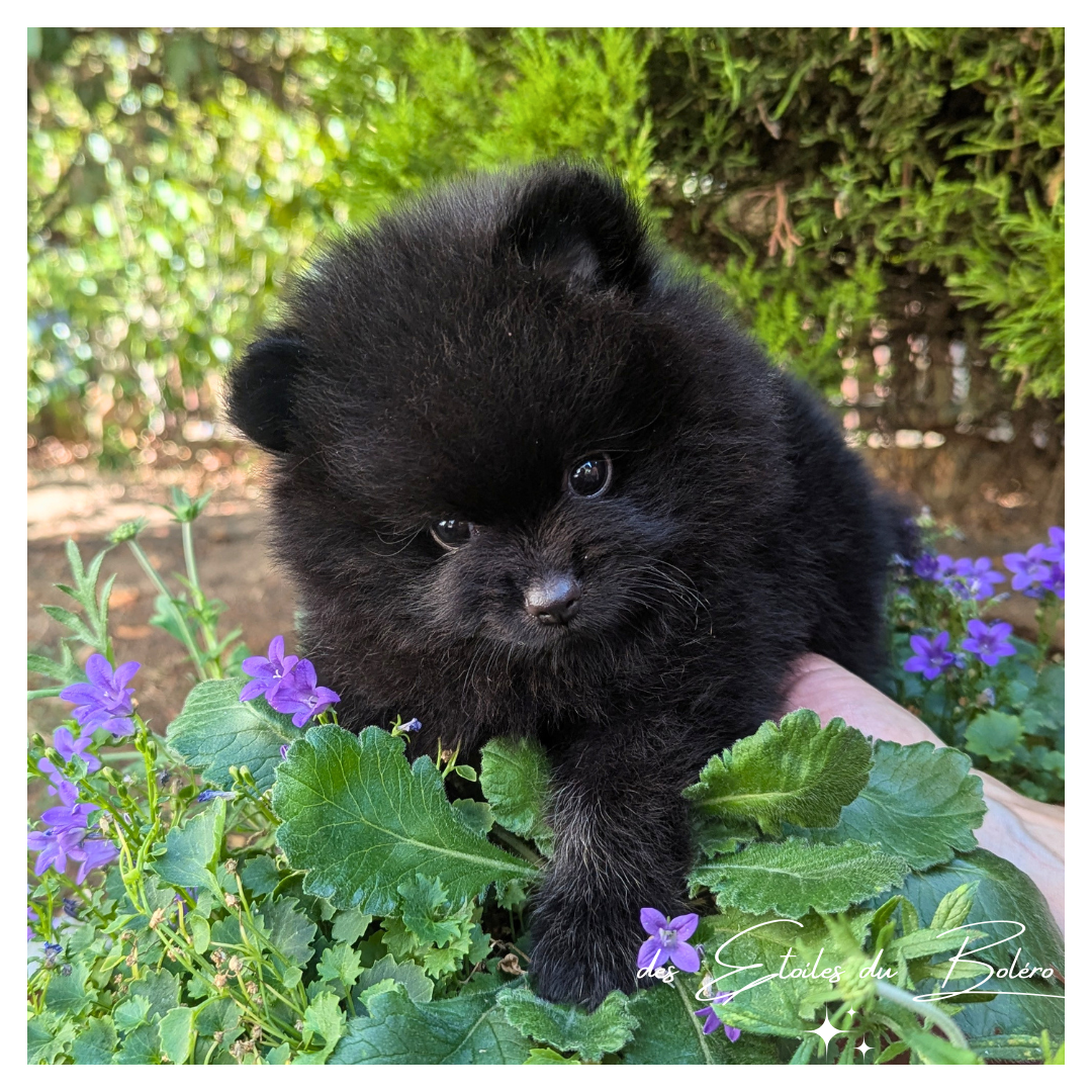 Des Etoiles Du Boléro - Chiots disponibles - Spitz allemand