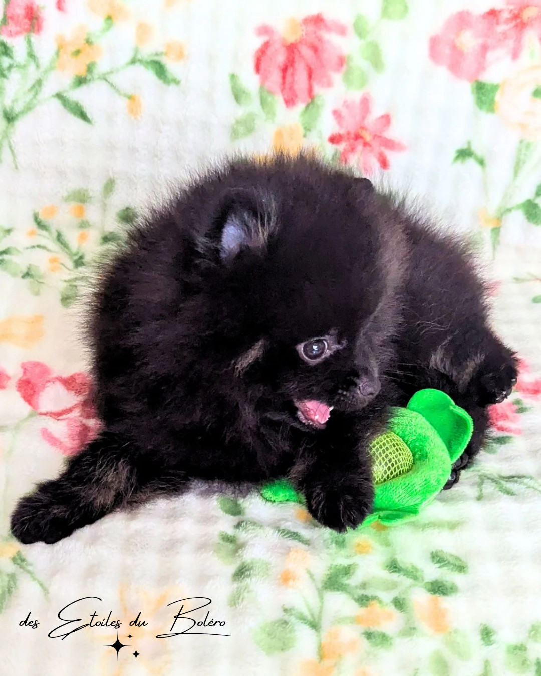 Des Etoiles Du Boléro - Chiots disponibles - Spitz allemand