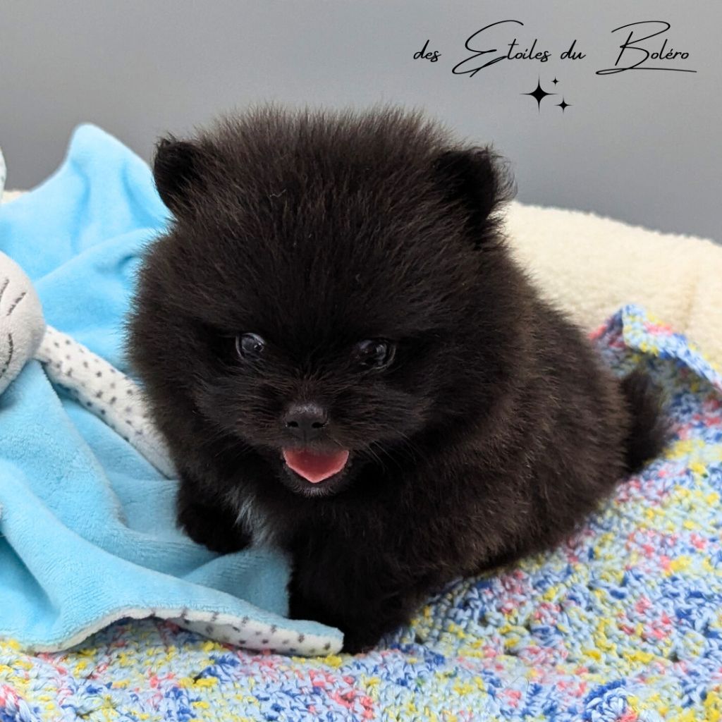 Des Etoiles Du Boléro - Chiots disponibles - Spitz allemand