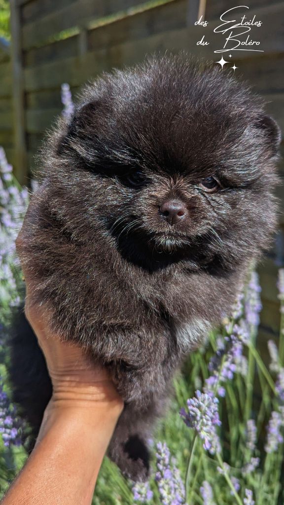 Des Etoiles Du Boléro - Chiots disponibles - Spitz allemand