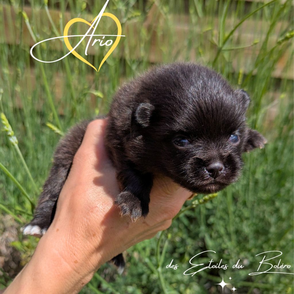 Des Etoiles Du Boléro - Chiots disponibles - Spitz allemand