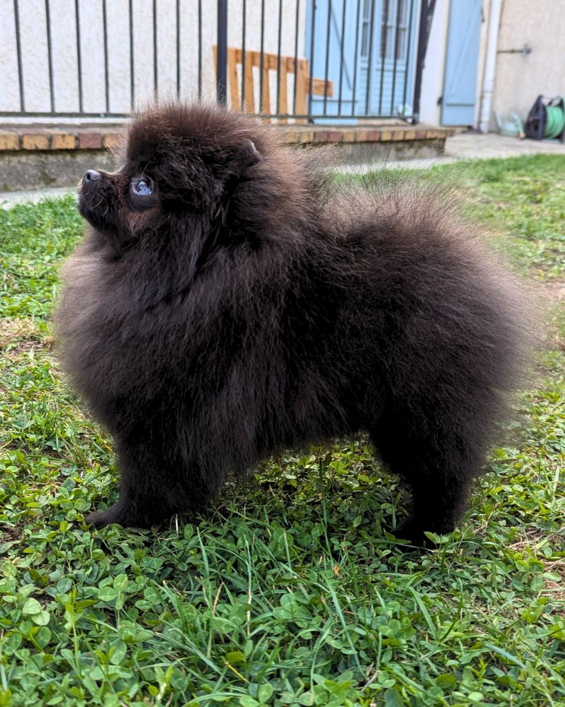 Des Etoiles Du Boléro - Chiots disponibles - Spitz allemand