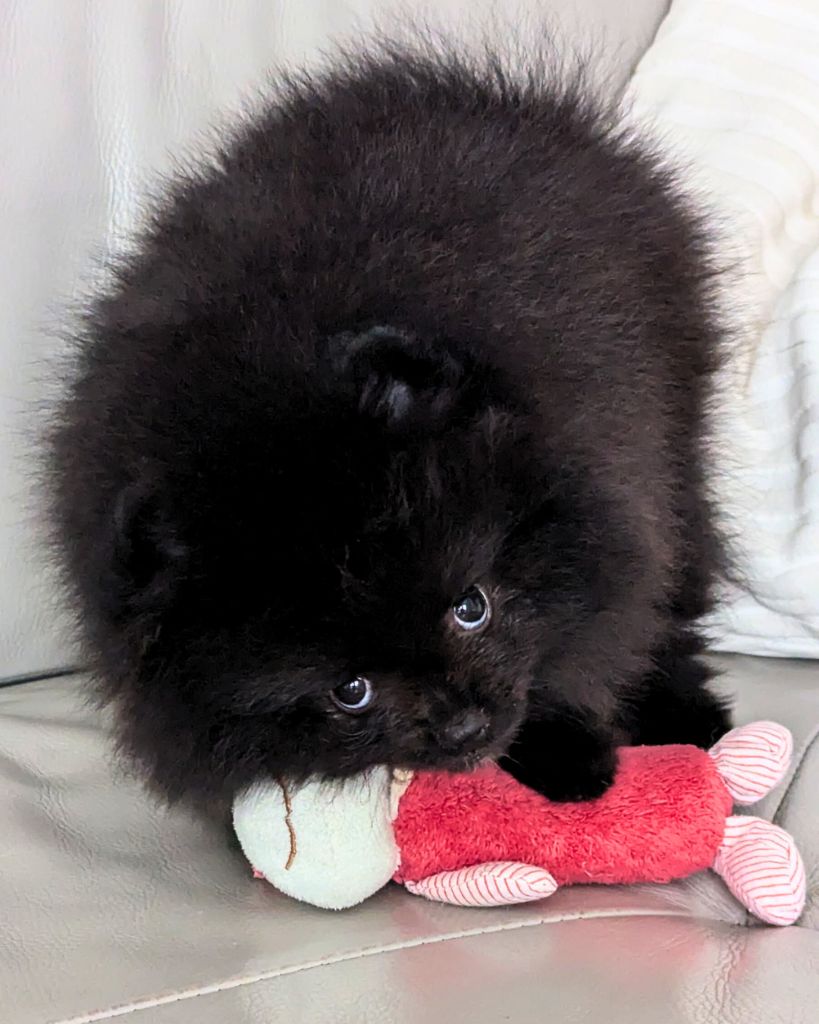 Des Etoiles Du Boléro - Chiots disponibles - Spitz allemand