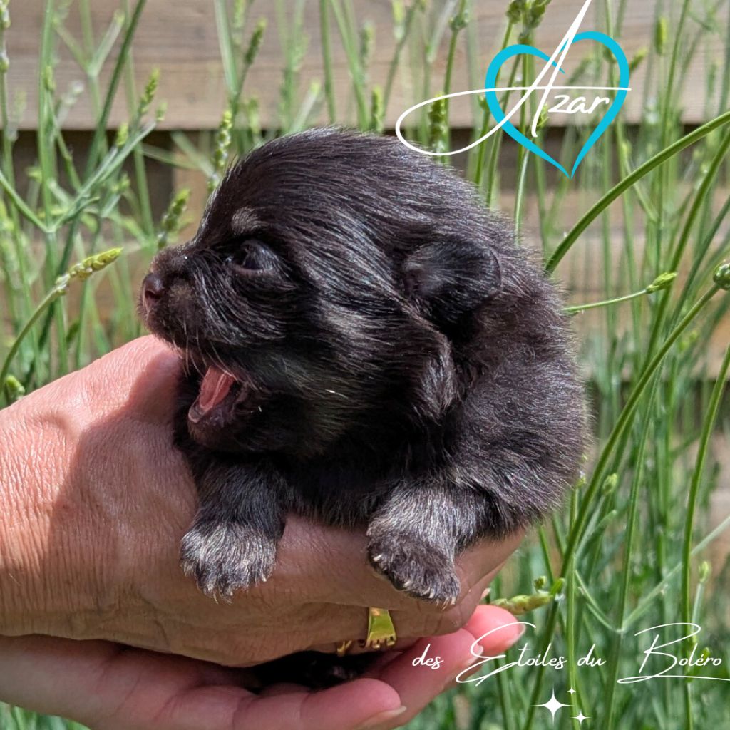 Des Etoiles Du Boléro - Chiots disponibles - Spitz allemand