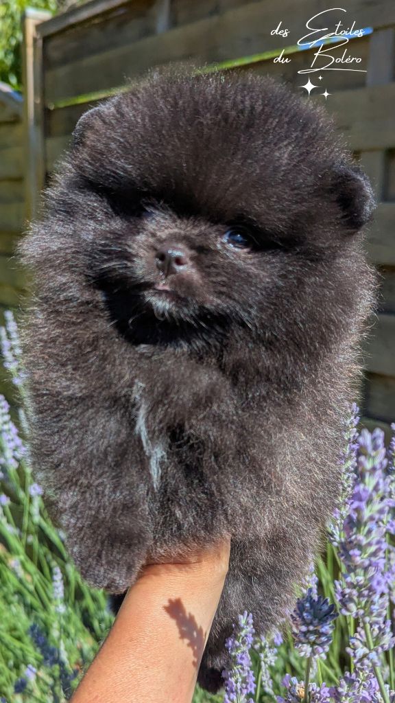 Des Etoiles Du Boléro - Chiots disponibles - Spitz allemand