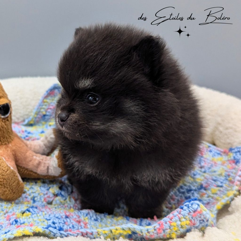 Des Etoiles Du Boléro - Chiots disponibles - Spitz allemand