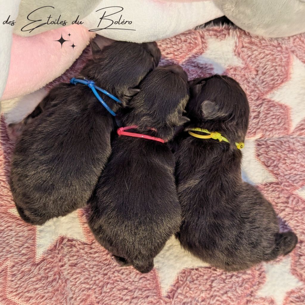 Chiot Spitz allemand Des Etoiles Du Boléro