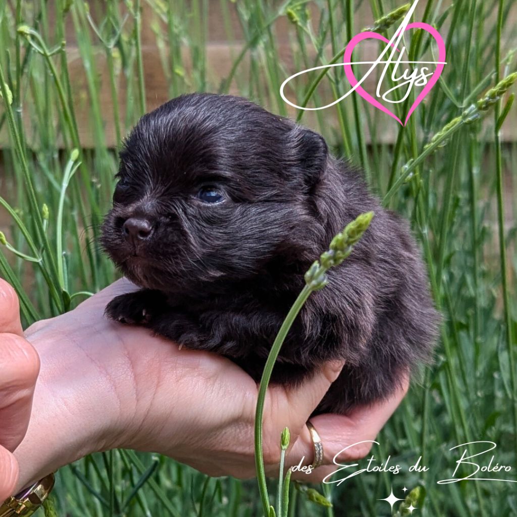 Des Etoiles Du Boléro - Chiots disponibles - Spitz allemand